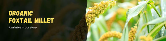 Foxtail Millet